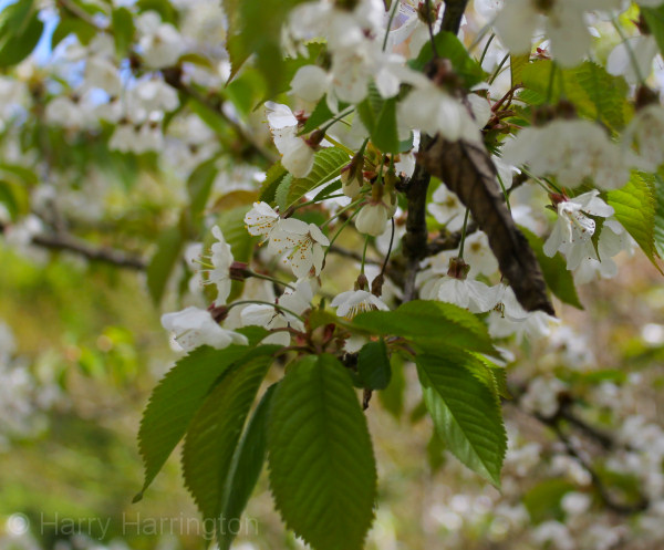 wild cherry